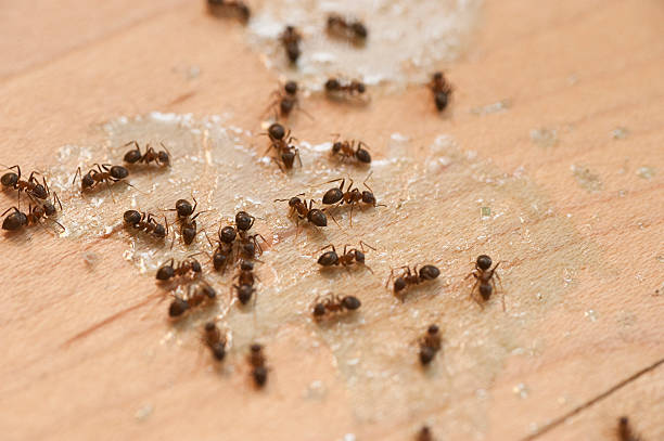 Best Local Pest Control Services  in Sebewaing, MI