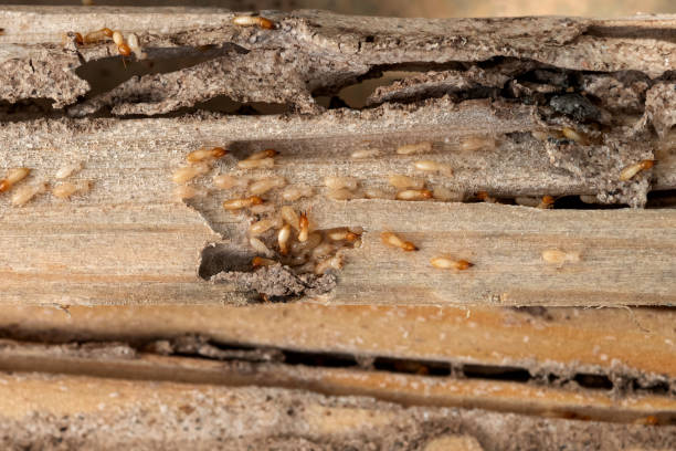 Best Exterminator Services  in Sebewaing, MI